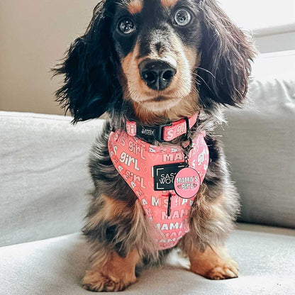 Small dog wearing a pink harness with text, sitting on a light-colored couch.