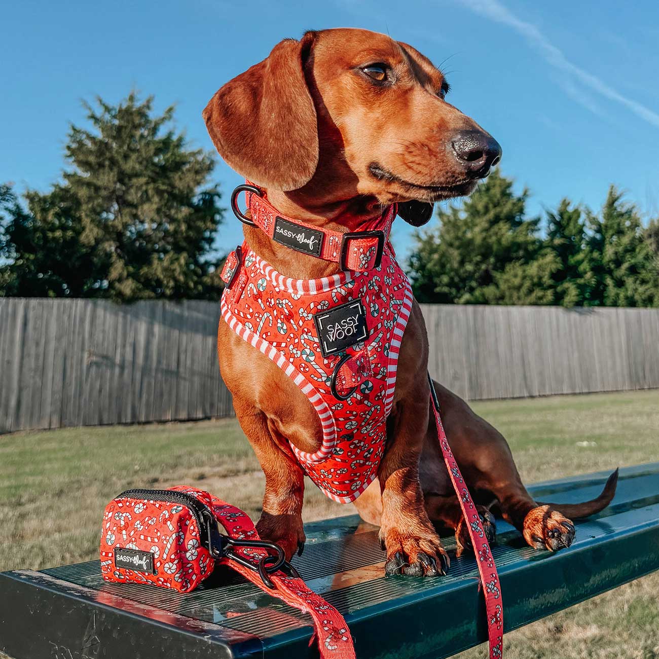 Dachshund wearing a red harness and leash with a matching bag on a bench outdoors.