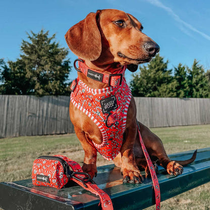 Dachshund wearing a red harness and leash with a matching bag on a bench outdoors.