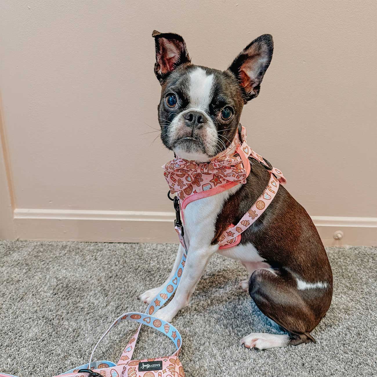 Small dog wearing a pink harness and leash sitting on a carpeted floor.
