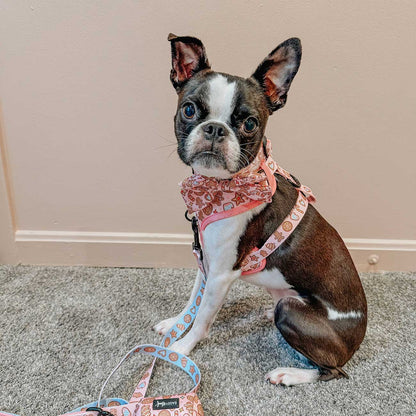 Small dog wearing a pink harness and leash sitting on a carpeted floor.