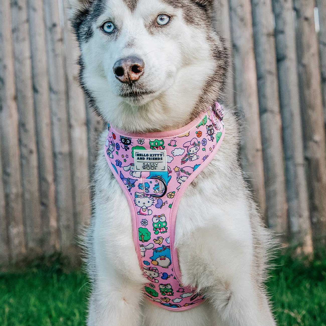 Dog wearing a pink harness with cartoon designs against a wooden fence background