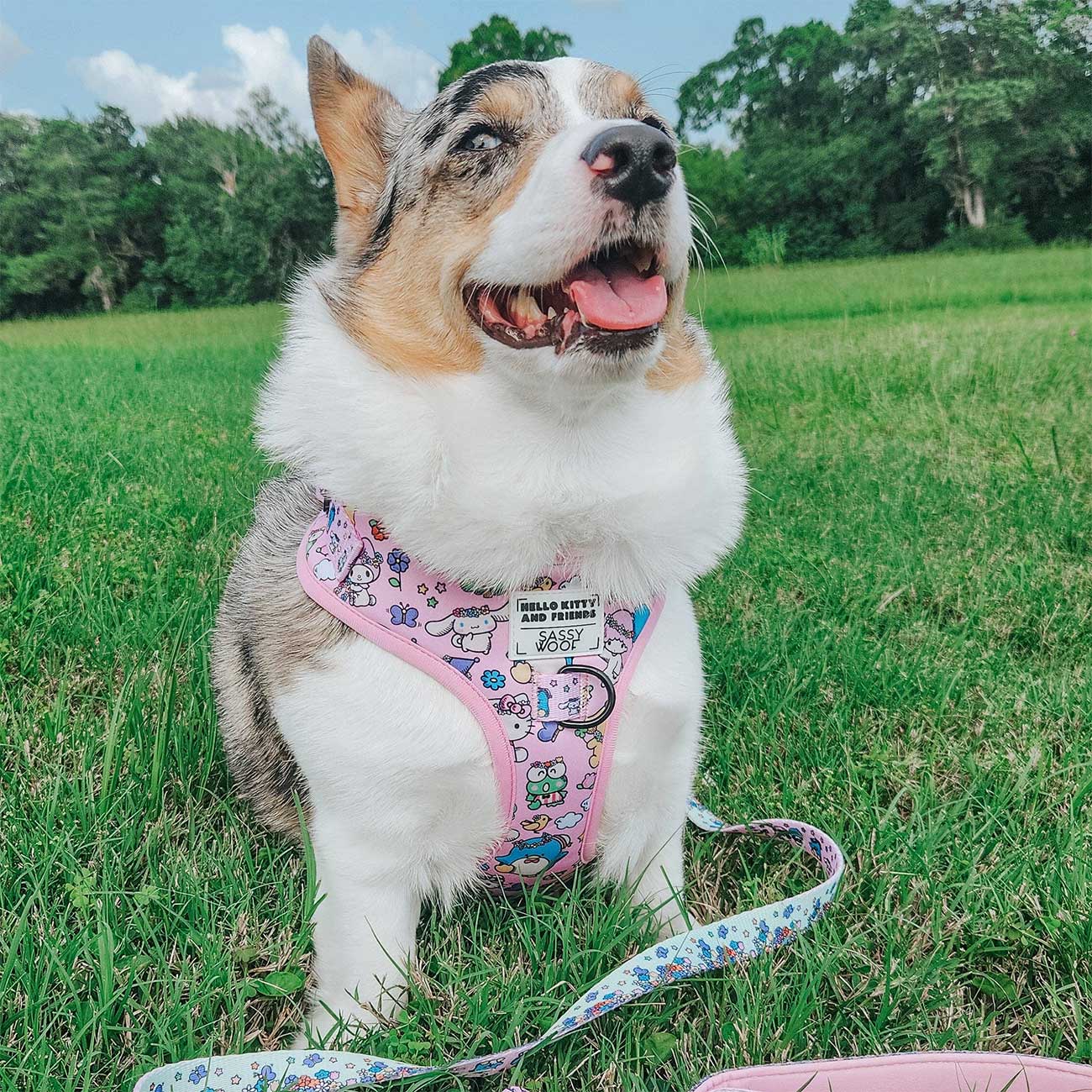 Dog wearing a pink harness with cartoon designs sitting on grass