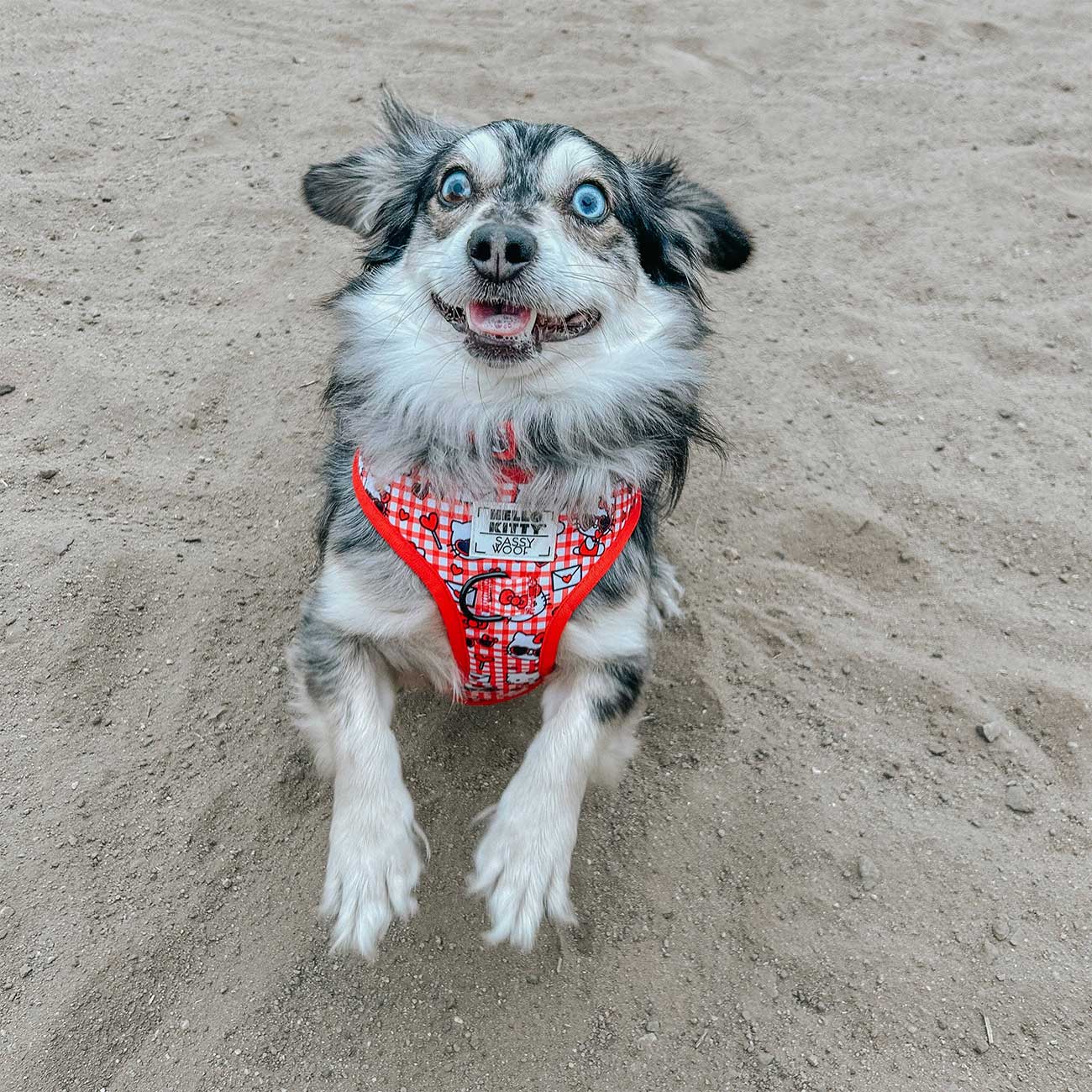Dog wearing a red harness on a sandy surface