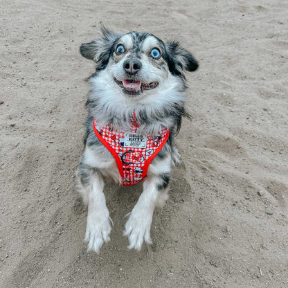 Dog wearing a red harness on a sandy surface