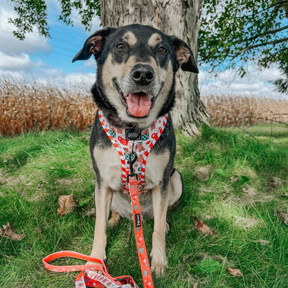 Dog wearing a colorful harness and leash sitting in a grassy field with trees in the background