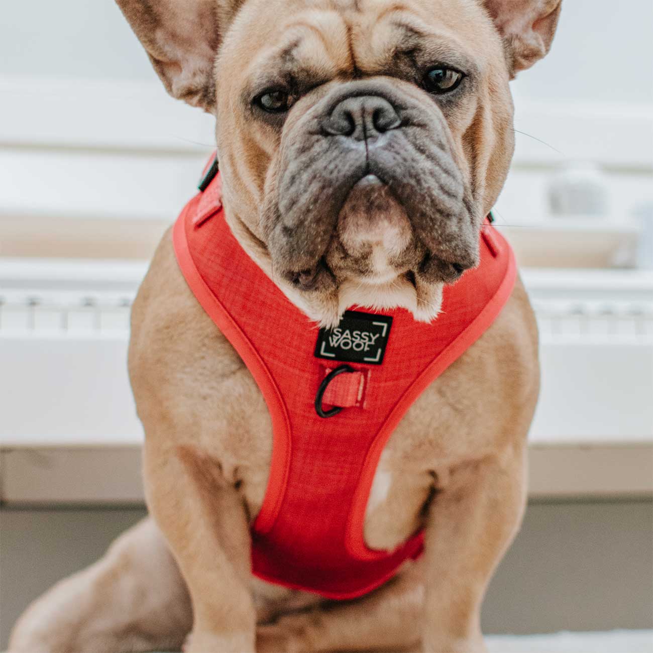 Dog wearing a red harness with a brand logo on a blurred background