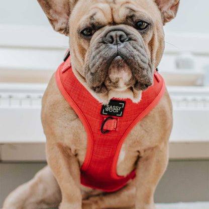 Dog wearing a red harness with a brand logo on a blurred background
