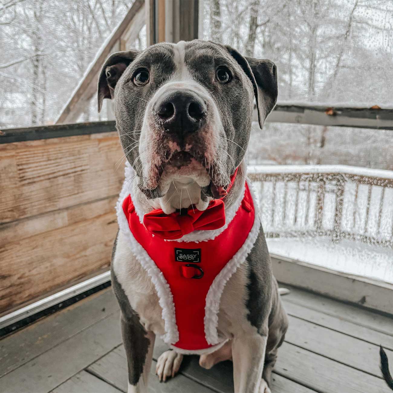 Dog Adjustable Harness – Naughty