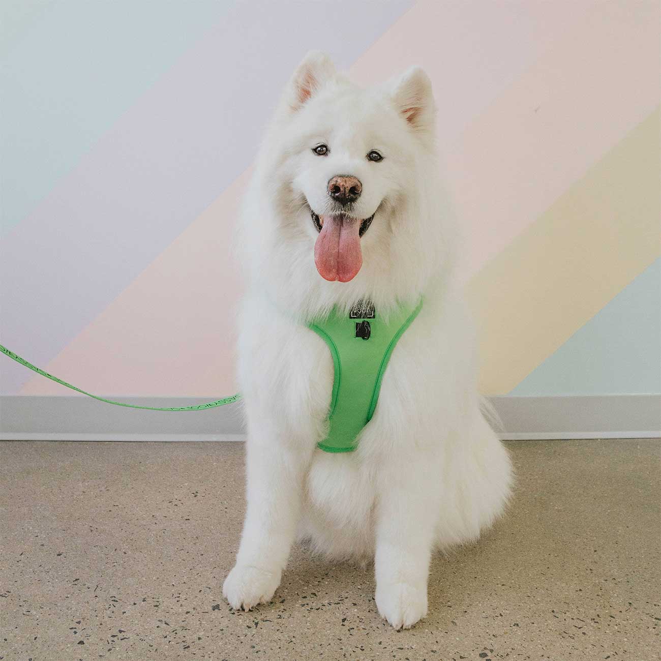 White dog wearing a green harness sitting on a carpeted floor.