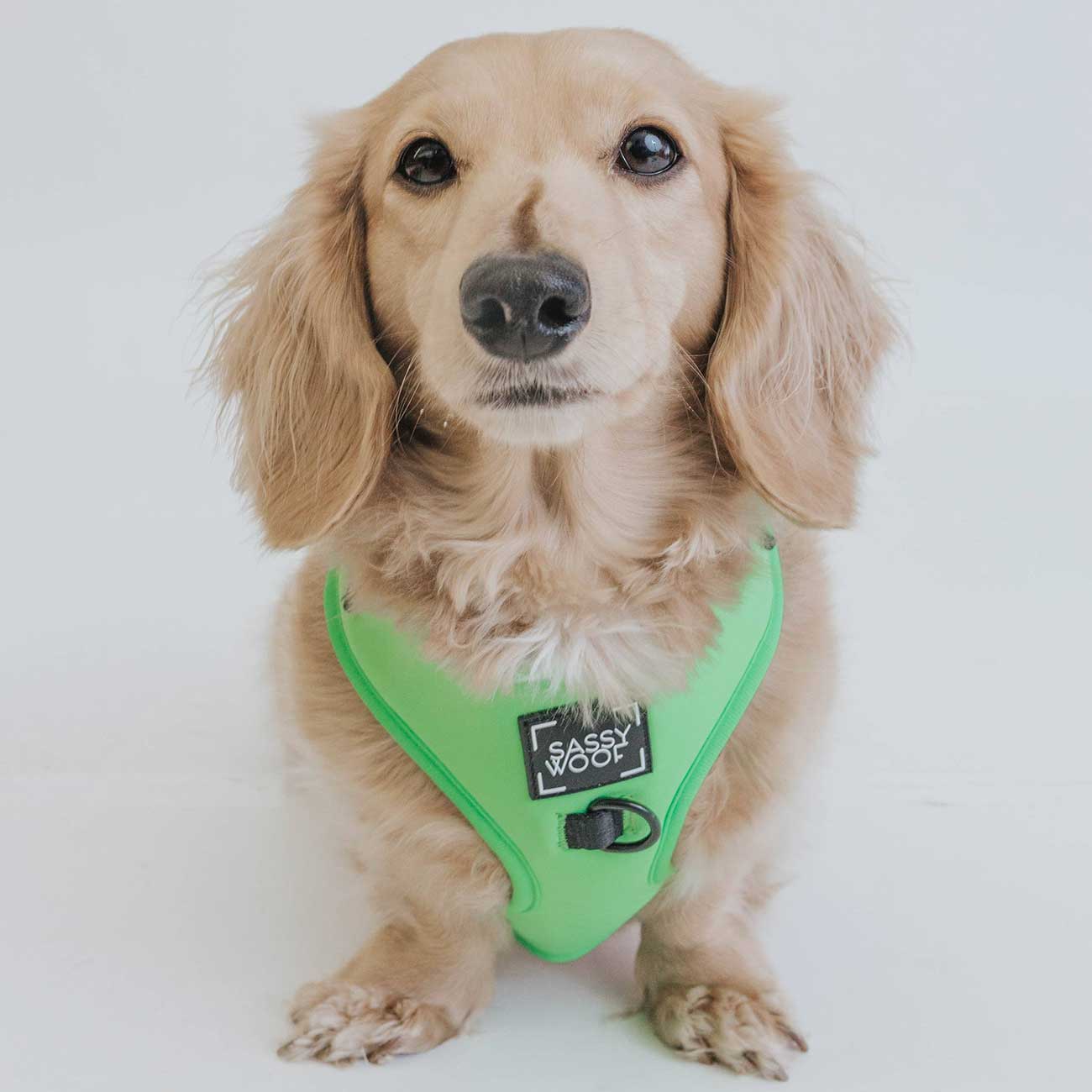 Dog wearing a green harness with a brand logo on a white background
