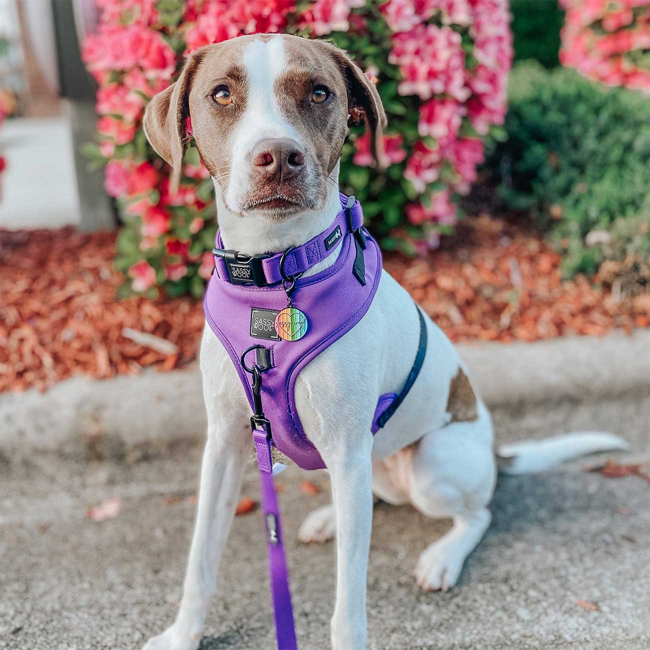 Dog wearing a purple harness standing on a sidewalk with flowers in the background
