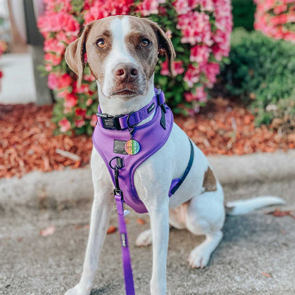 Dog wearing a purple harness standing on a sidewalk with flowers in the background