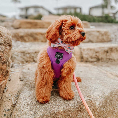 Small brown dog wearing a purple harness with a pink bow tie on stone steps.