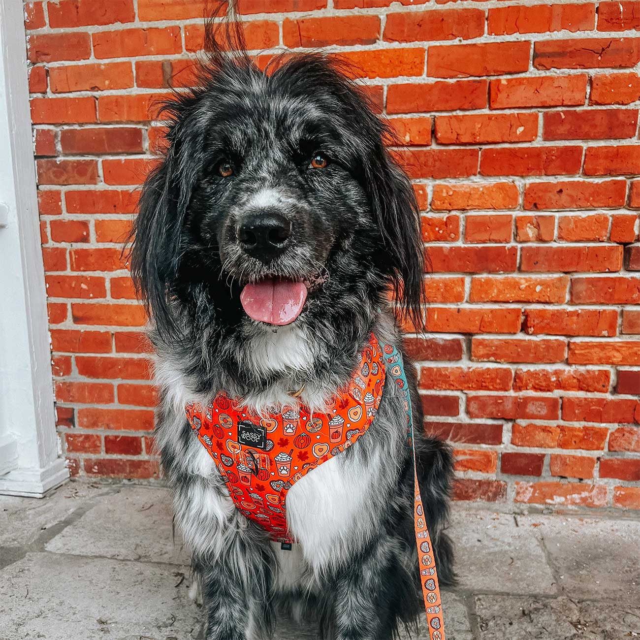 Dog wearing an orange harness with a pattern, sitting in front of a brick wall.