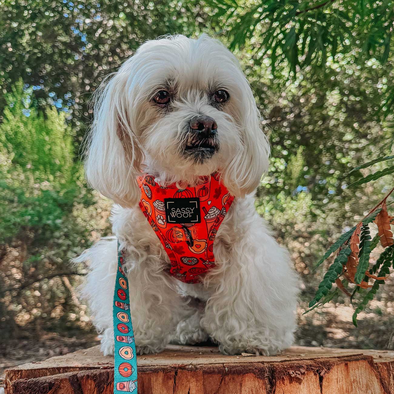 White dog wearing a red harness with a colorful leash, sitting on a wooden log outdoors.