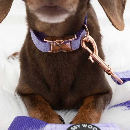 Dog wearing a purple collar and leash with a gold clasp on a white background