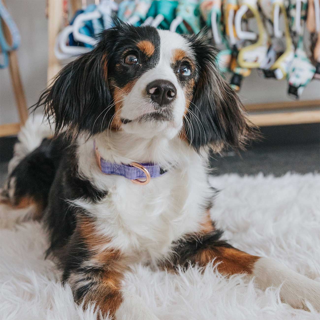 Dog with a purple collar sitting on a white fluffy rug