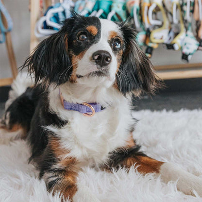 Dog with a purple collar sitting on a white fluffy rug