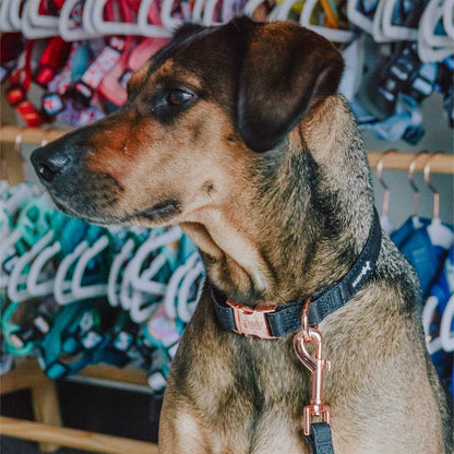 Dog wearing a collar with a store in the background