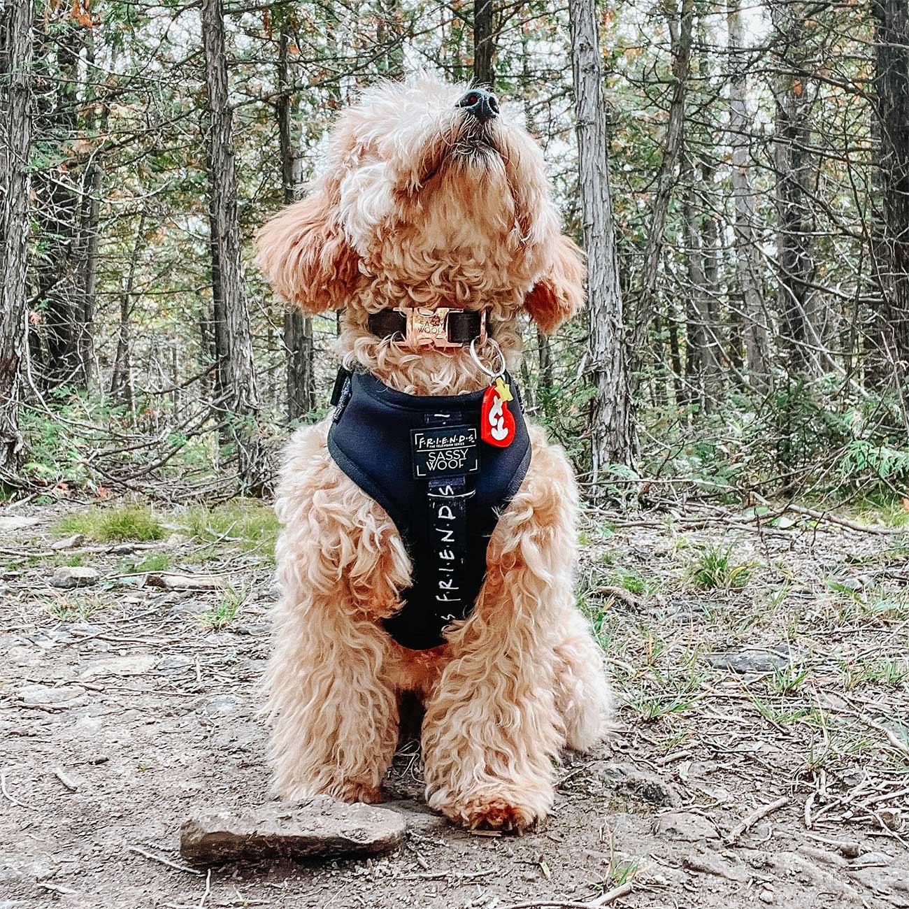 Dog wearing a harness a dog collar with a brand logo in a forest setting