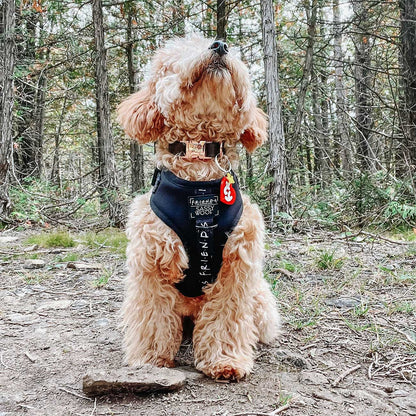 Dog wearing a harness a dog collar with a brand logo in a forest setting