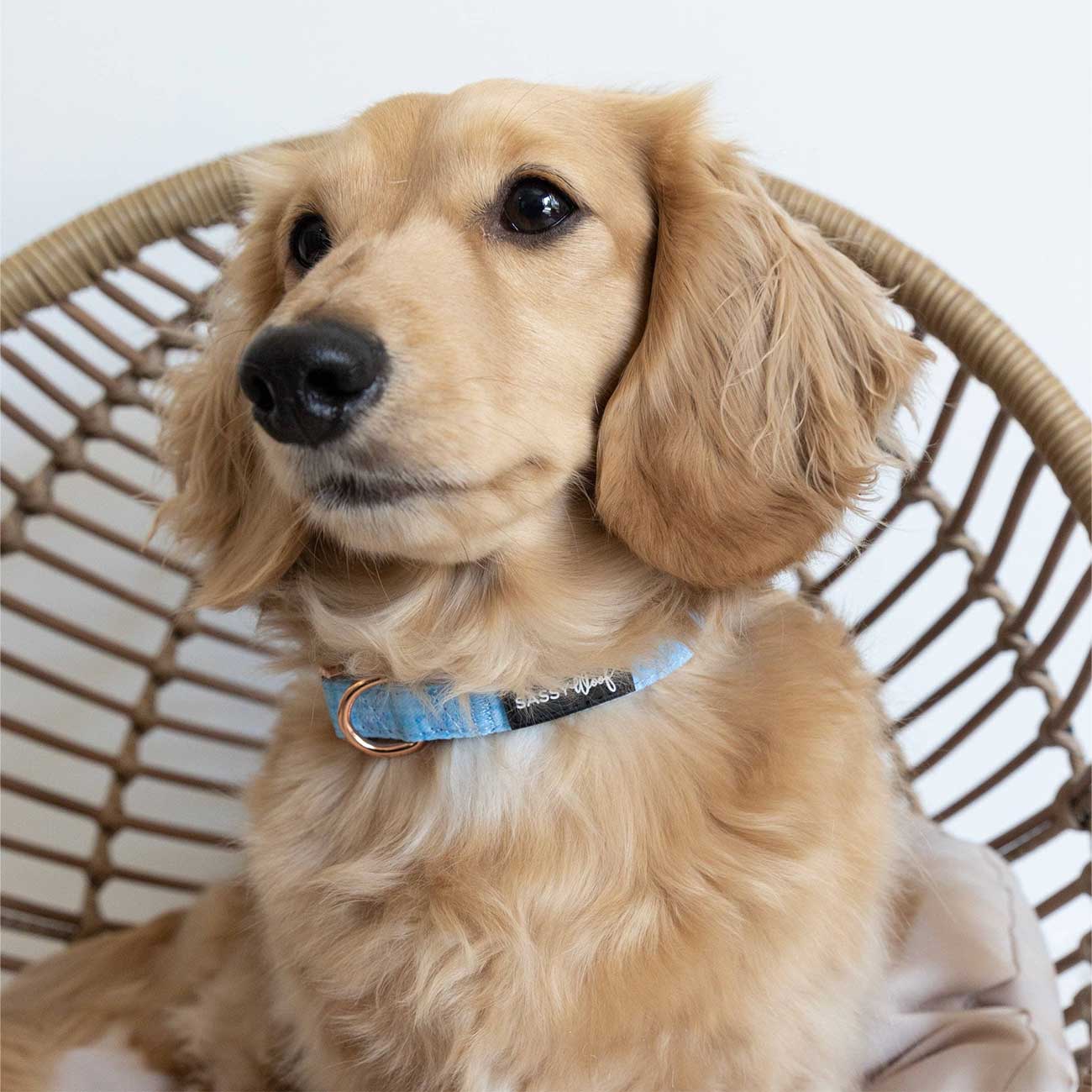 Dog with a blue collar sitting on a wicker chair