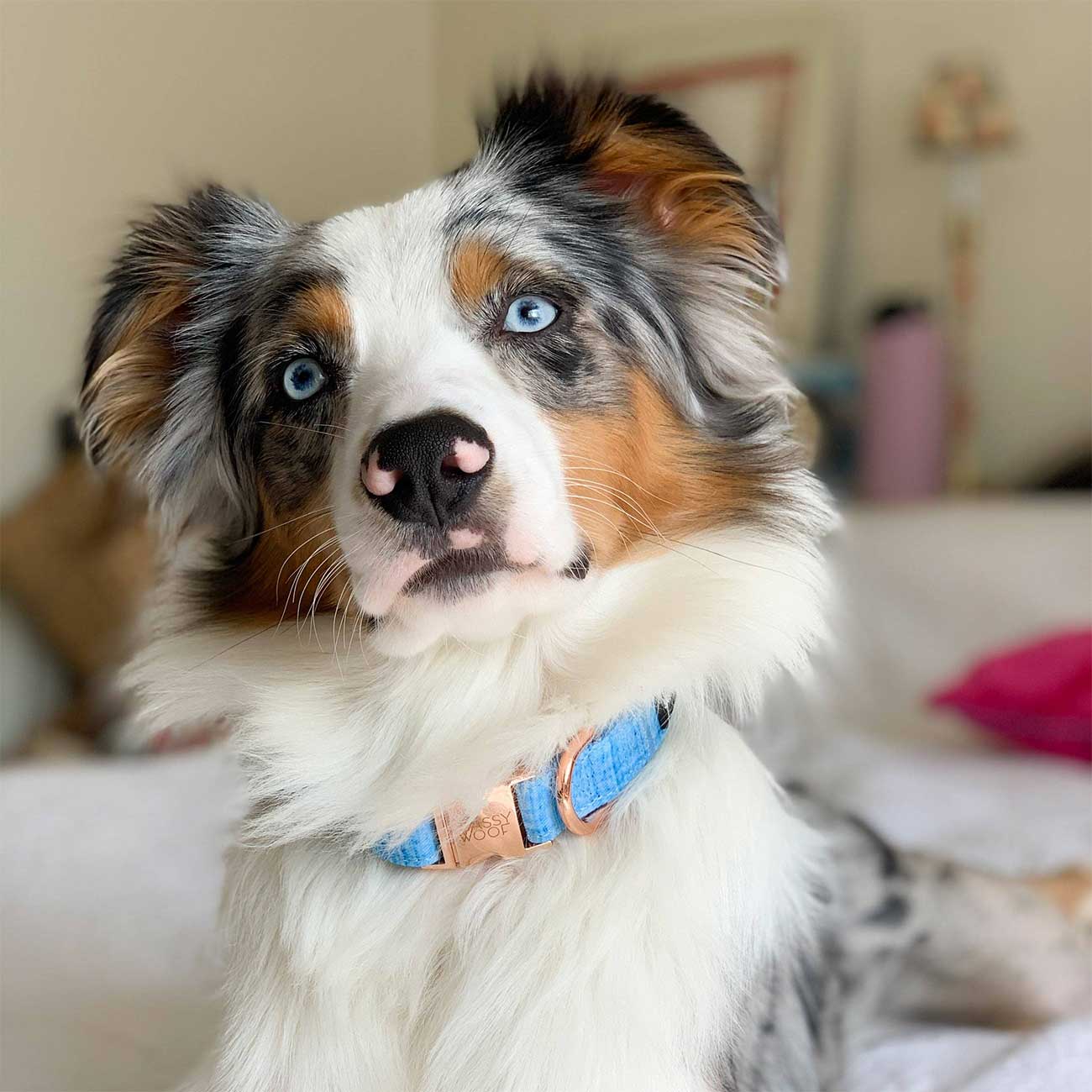 Dog with a blue collar sitting on a couch in a home setting