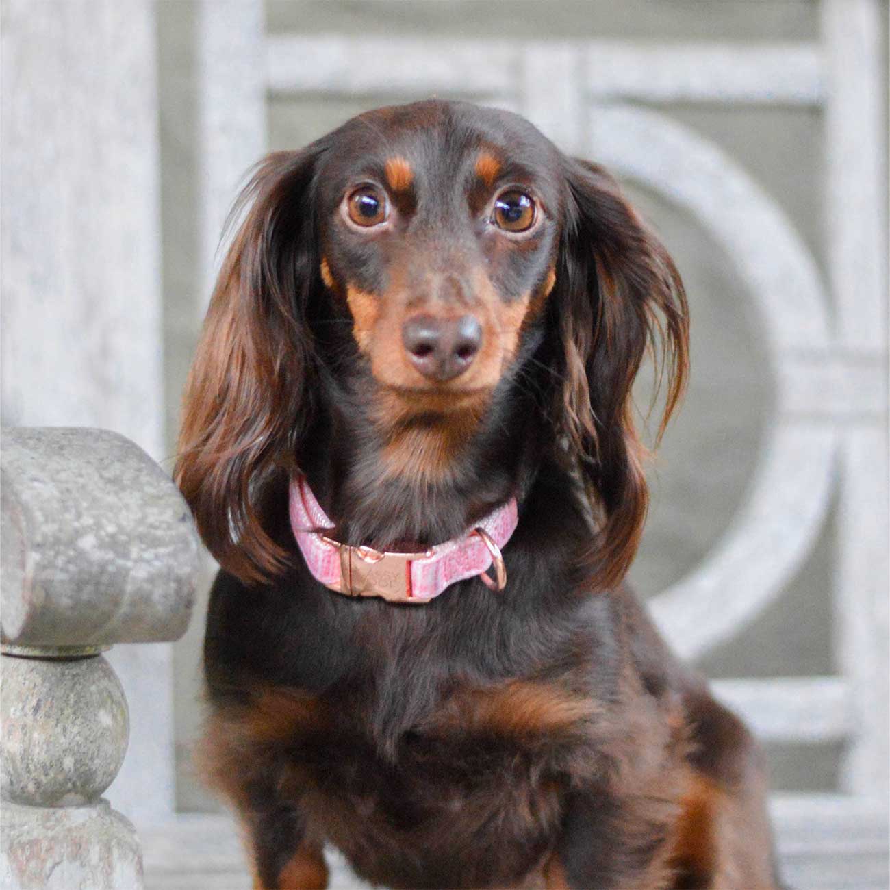 Dachshund wearing a pink collar sitting on a stone surface.