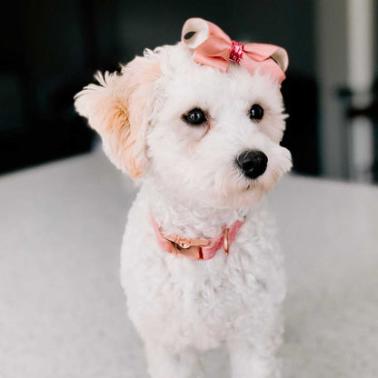 Small white dog with a pink bow on a blurred background