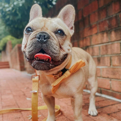 Dog wearing a yellow collar standing on a brick surface with a brick wall in the background