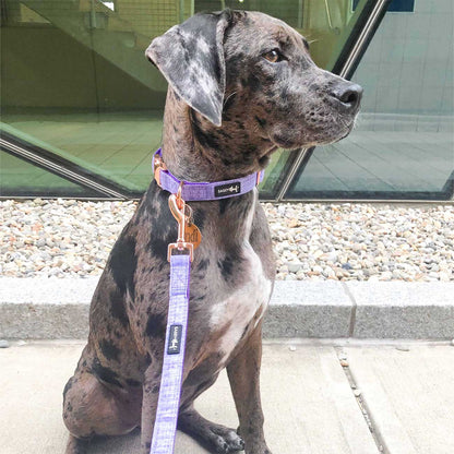 Dog wearing a purple collar and leash sitting on a sidewalk.