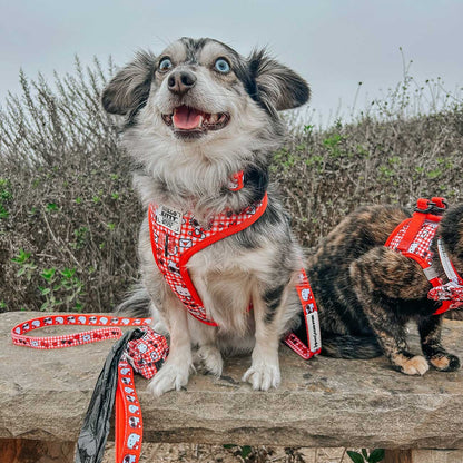 Dog_Leash_Hello_Kitty_Red_Classic_on_a_cute_small_dog_sitting_on_a_bench