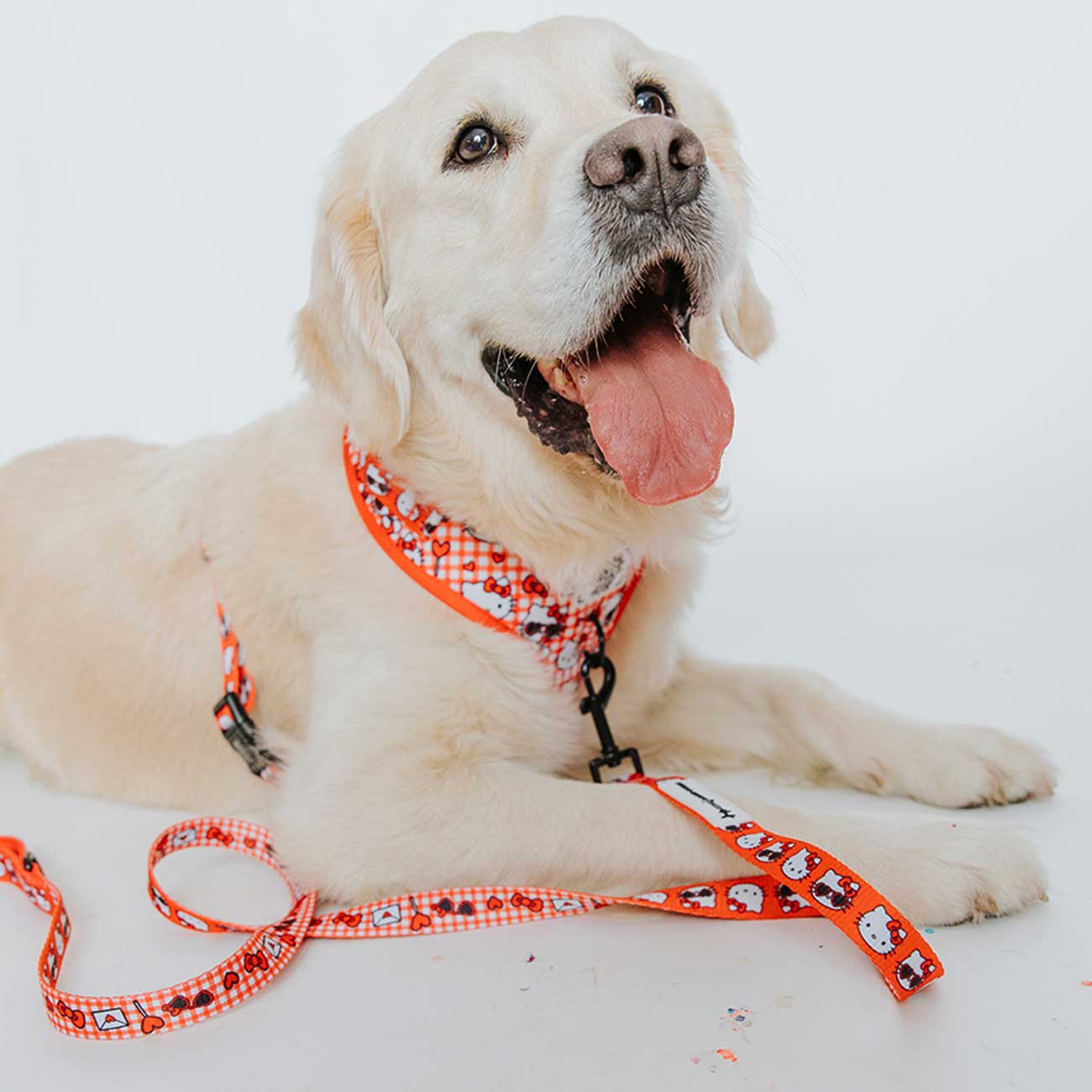 Dog_Leash_Hello_Kitty_Red_Classic_on_a_white_dog_sitting_down