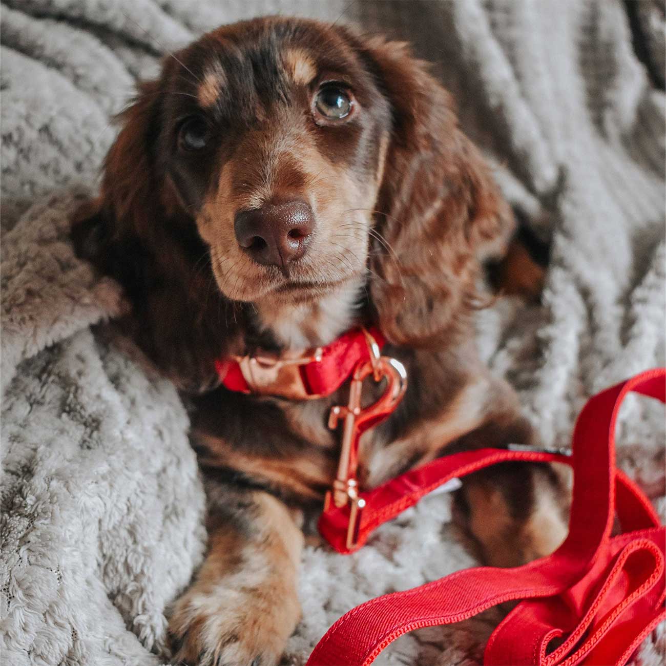 Small dog with a red collar and leash on a soft surface