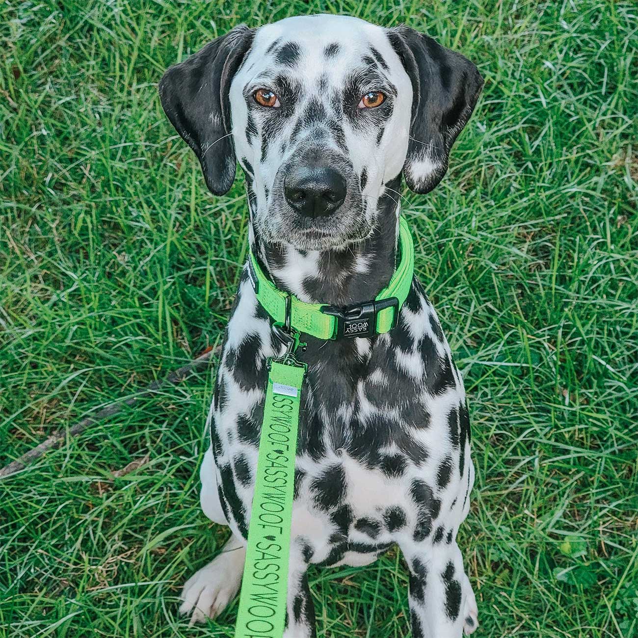Dalmatian dog wearing a green collar and leash on grass