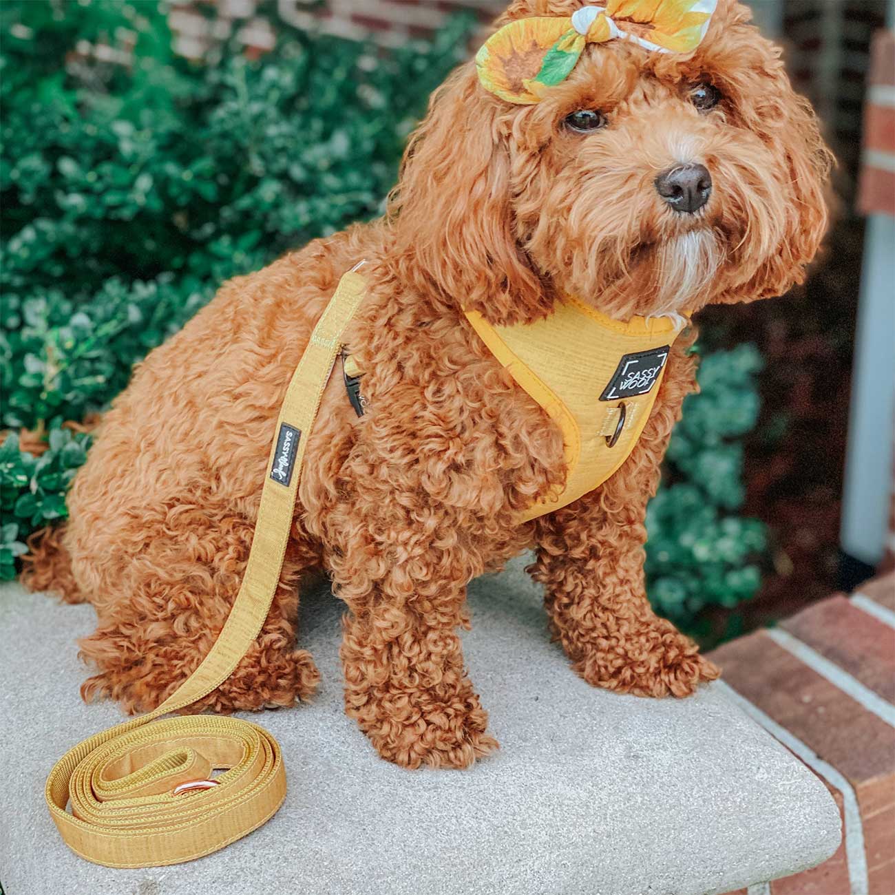 Small brown dog wearing a yellow harness and leash with a bow on its head, standing on a concrete surface with greenery in the background.
