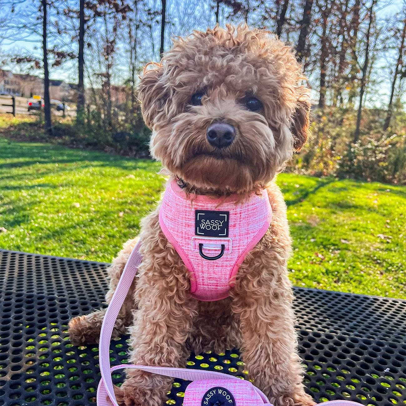 Dog wearing a pink harness with a brand logo, sitting on a bench outdoors.