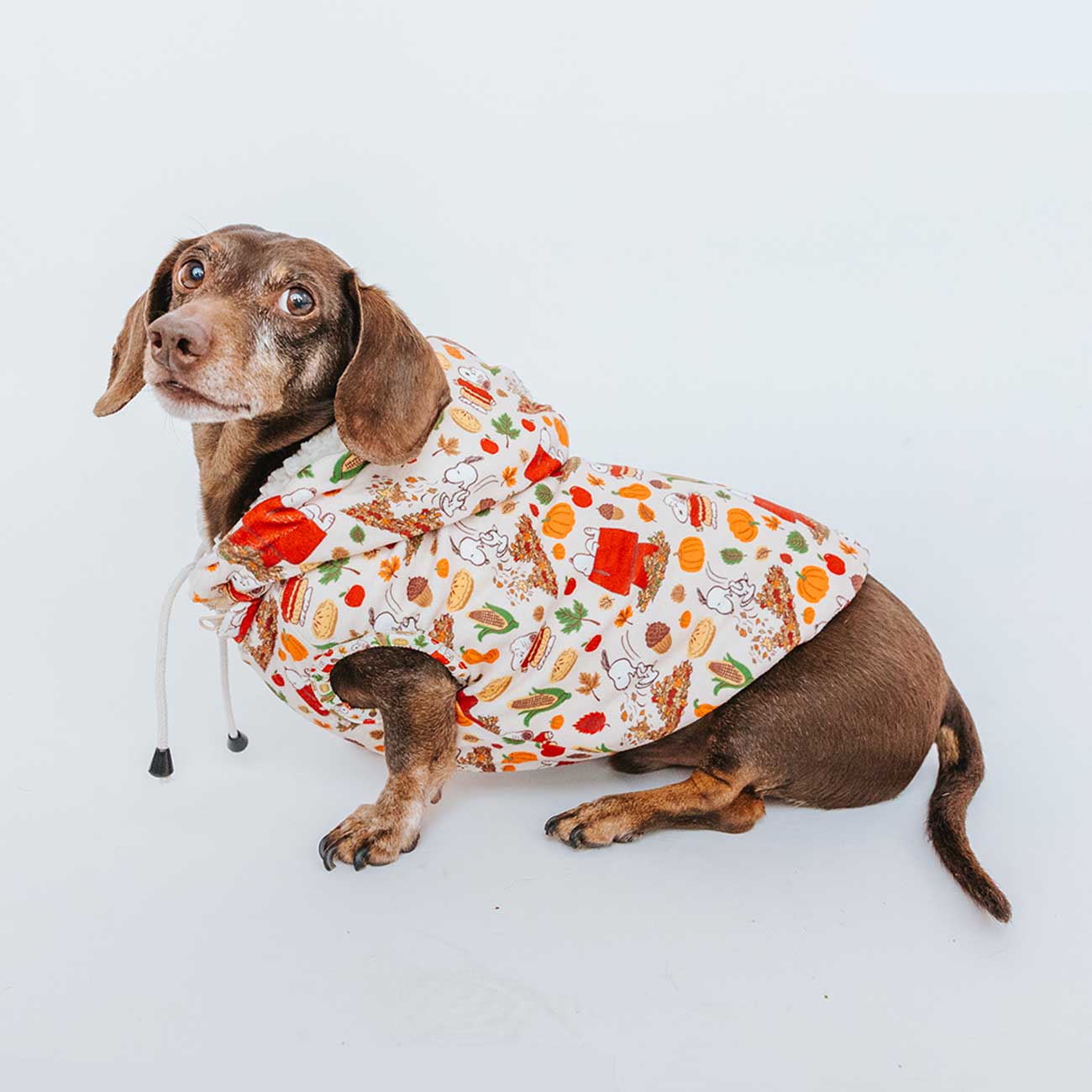 Dog wearing a colorful patterned coat on a white background