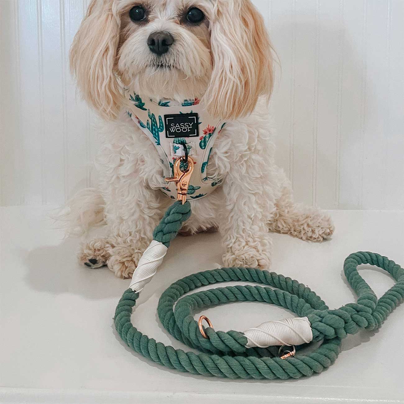 Small white dog wearing a colorful harness with a green rope leash on a white background