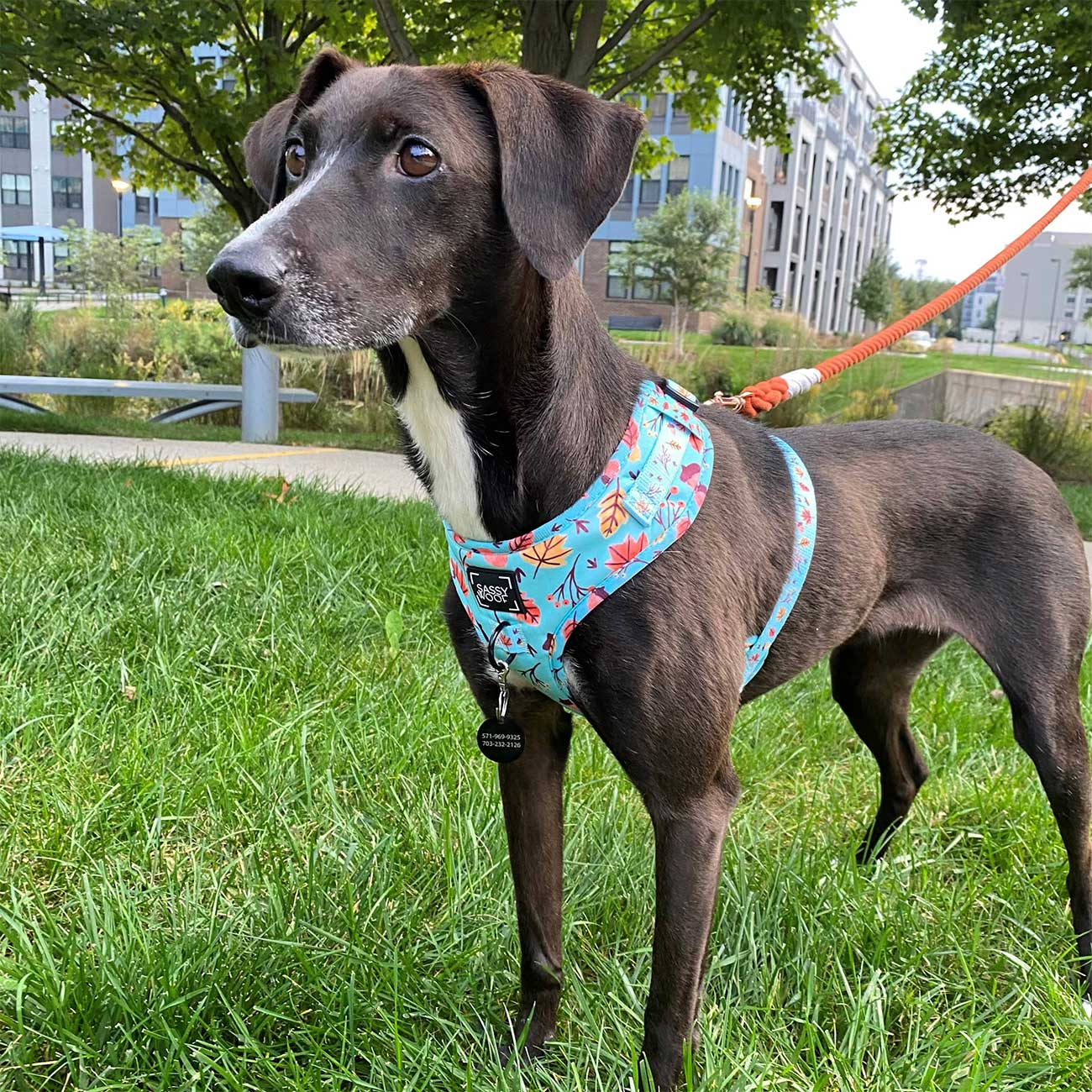 Dog wearing a colorful harness with an orange dog leash standing on grass with buildings in the background
