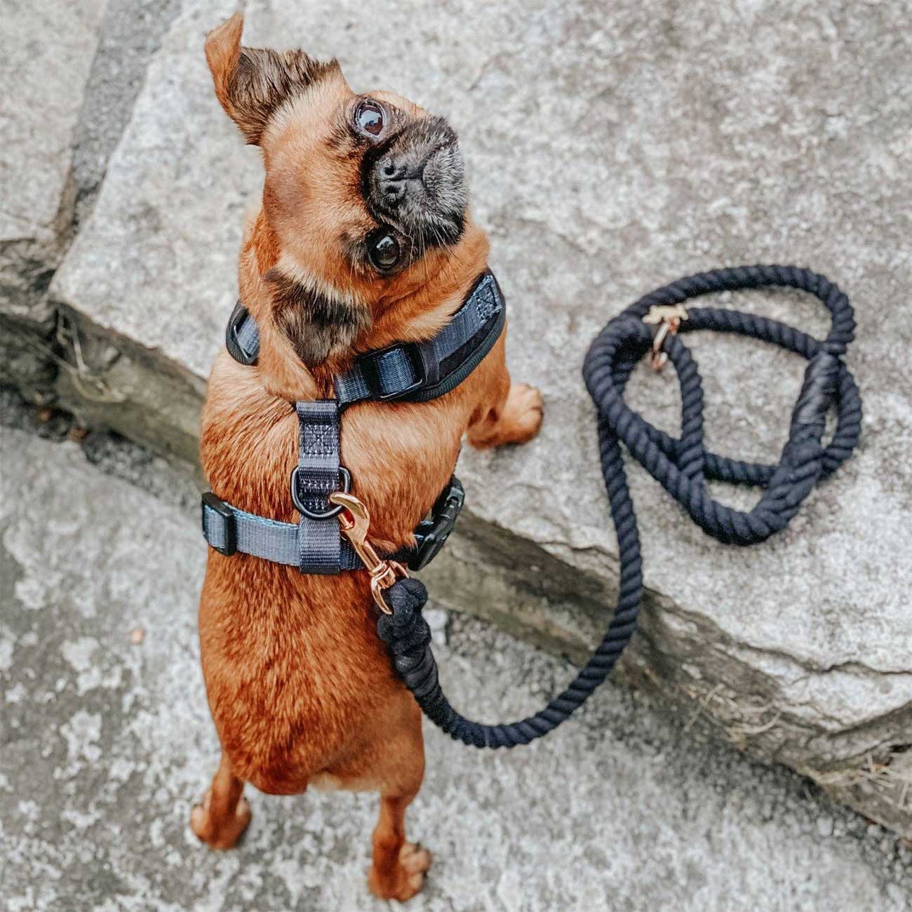 Small dog wearing a harness and leash on a stone surface