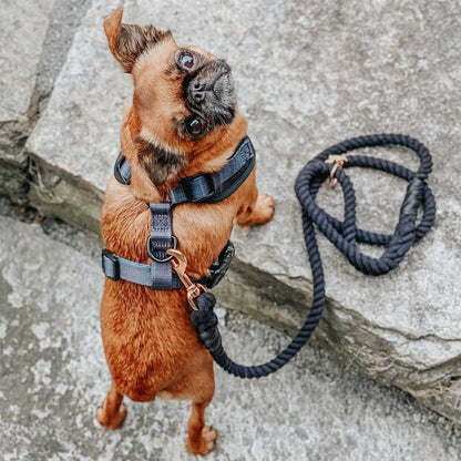 Small dog wearing a harness and leash on a stone surface