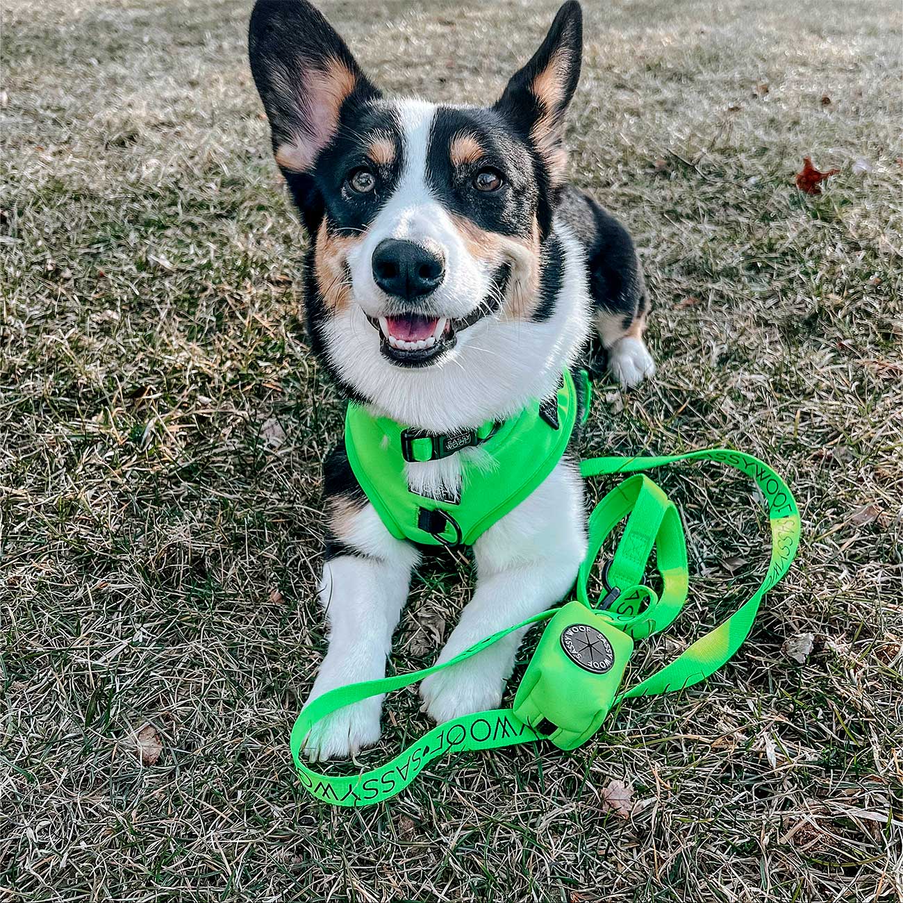 Dog wearing a green harness and leash on grass next to a green dog waste bag holder