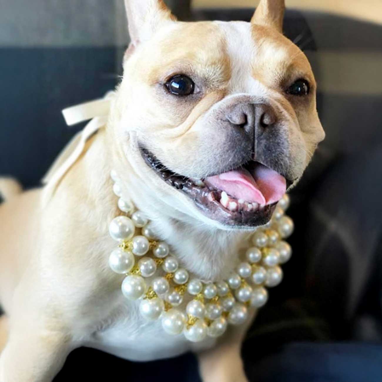 Dog wearing a pearl necklace with a blurred background