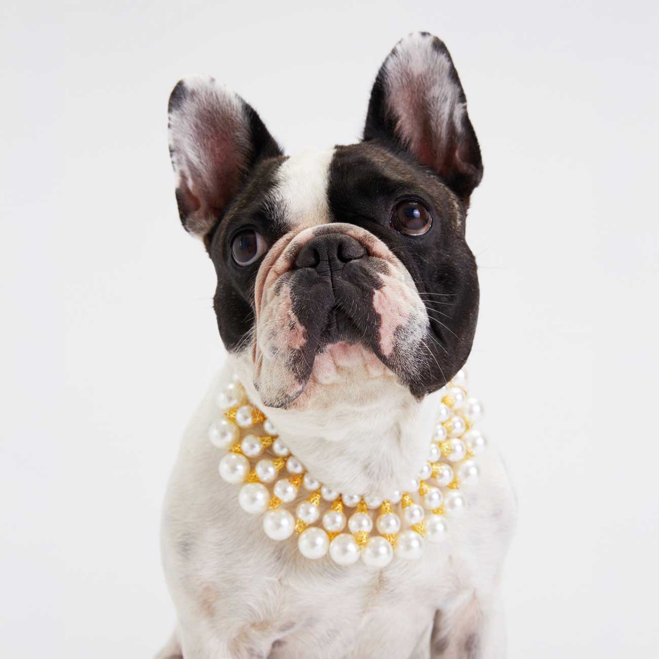 Dog wearing a pearl and gold necklace on a white background