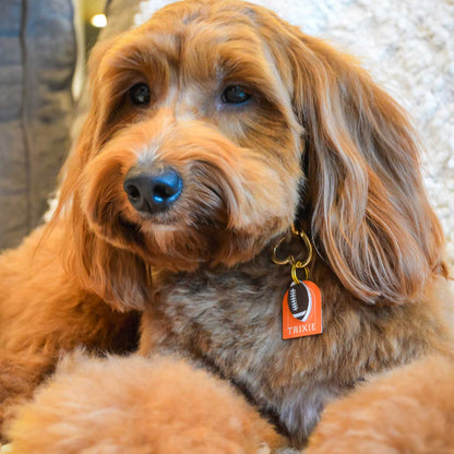 Dog with a collar tag sitting on a textured surface