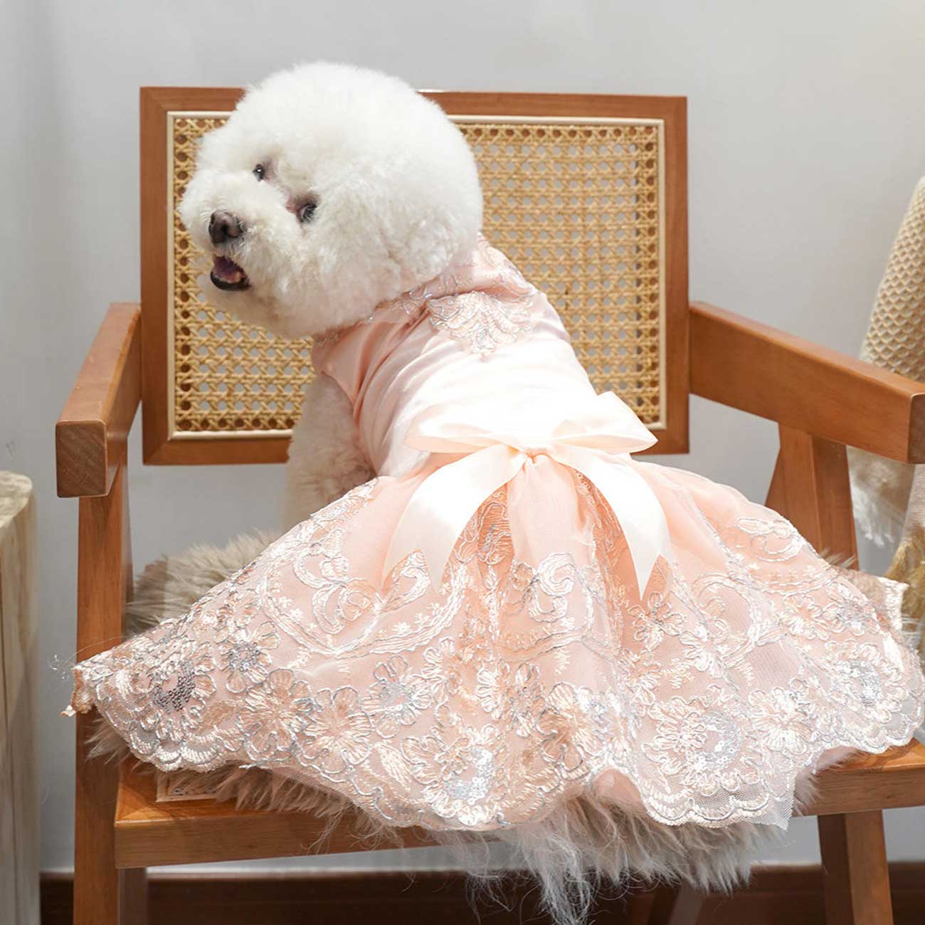 Dog wearing a pink lace dress sitting on a wooden chair.