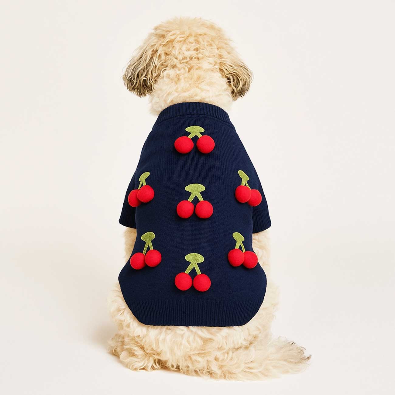 Dog wearing a navy sweater with red cherry patterns on a white background