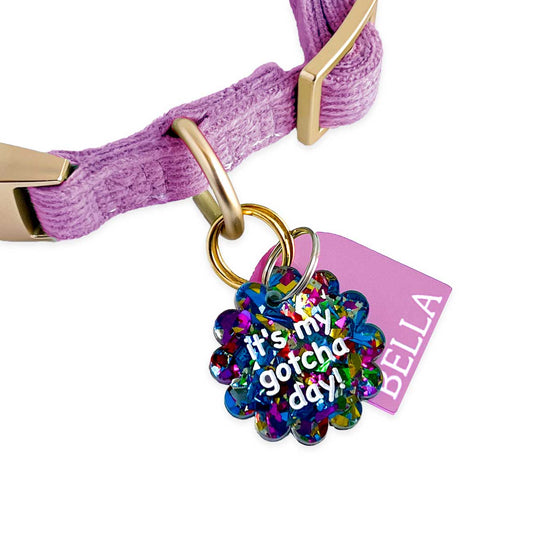 Dog collar with colorful 'it's my gotcha day!' tag and pink 'Bella' tag on a white background